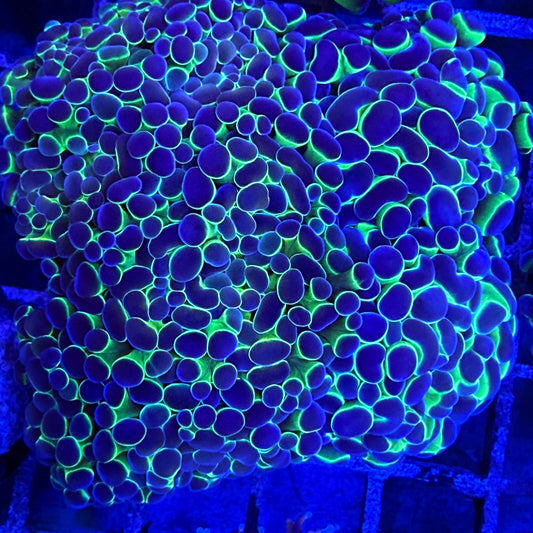 Hologram Hammer Coral