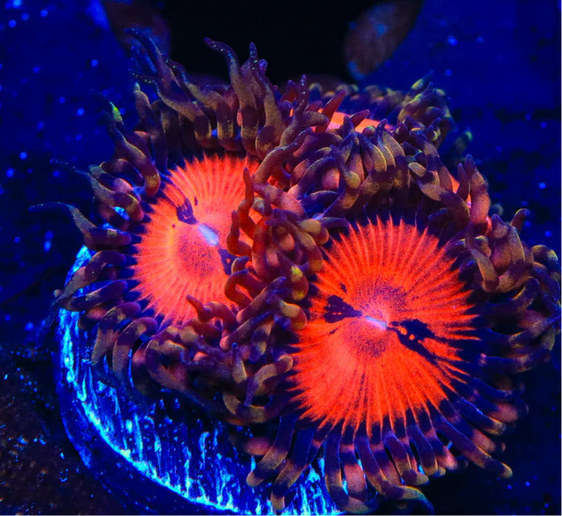 Bloodsucker Zoanthids