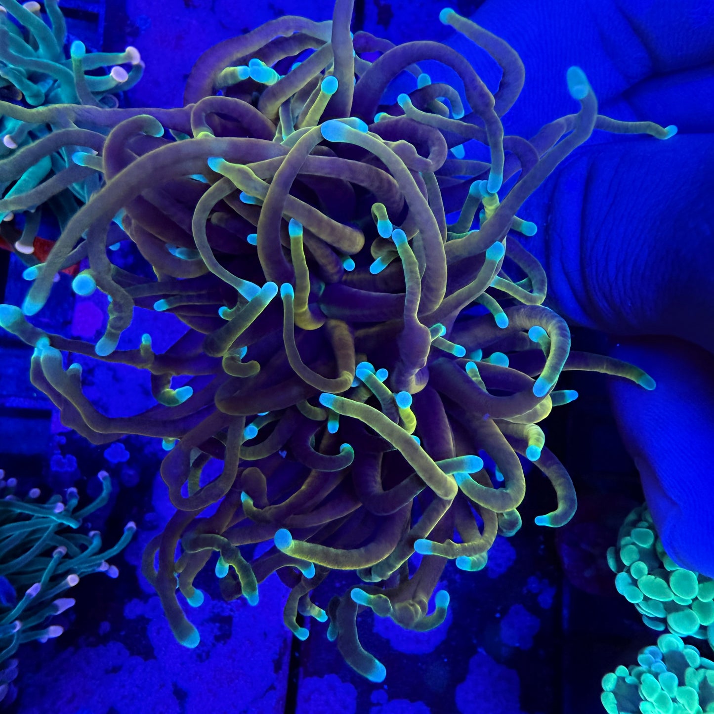 WYSIWYG Indo Gold Torch