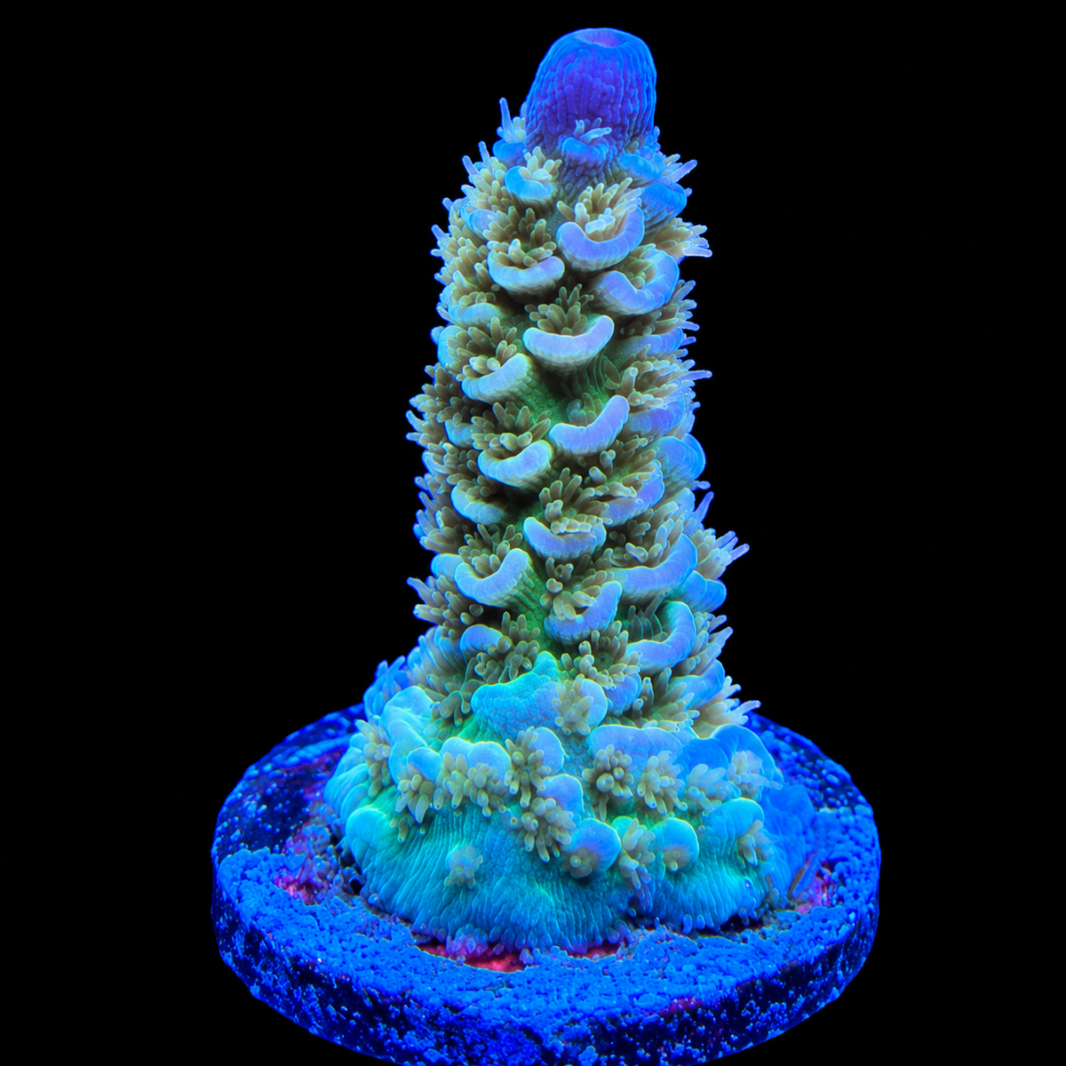 WYSIWYG AS Rainbow Tenuis Acropora Coral