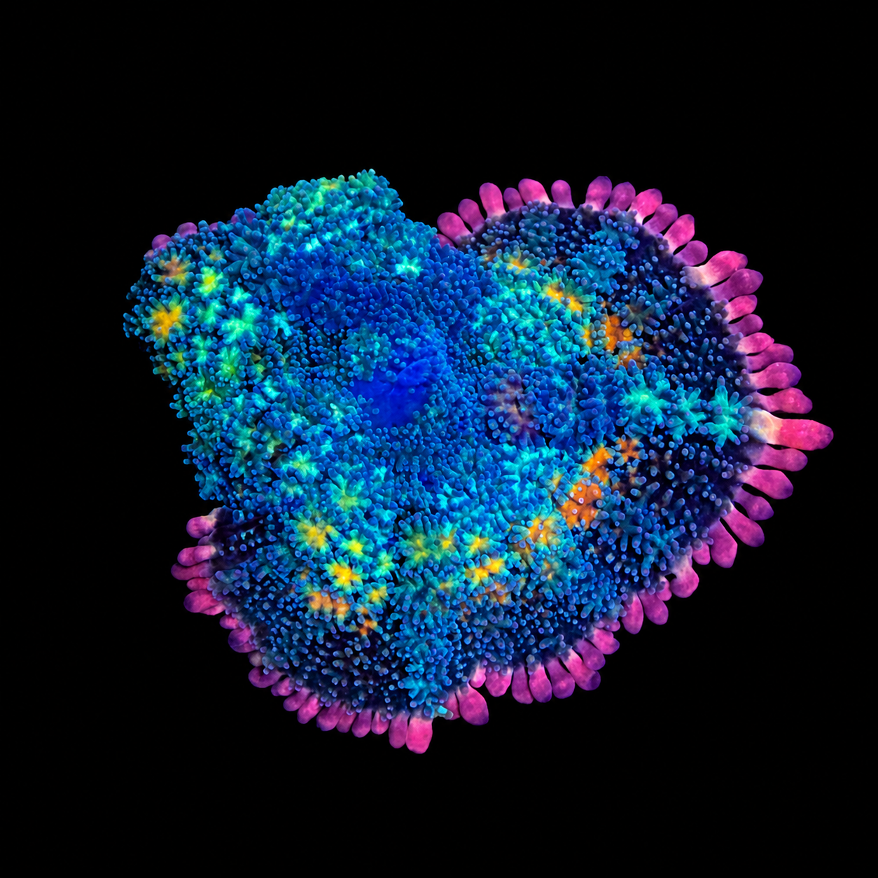 WYSIWYG Ultra Tie Dye Mushroom Coral