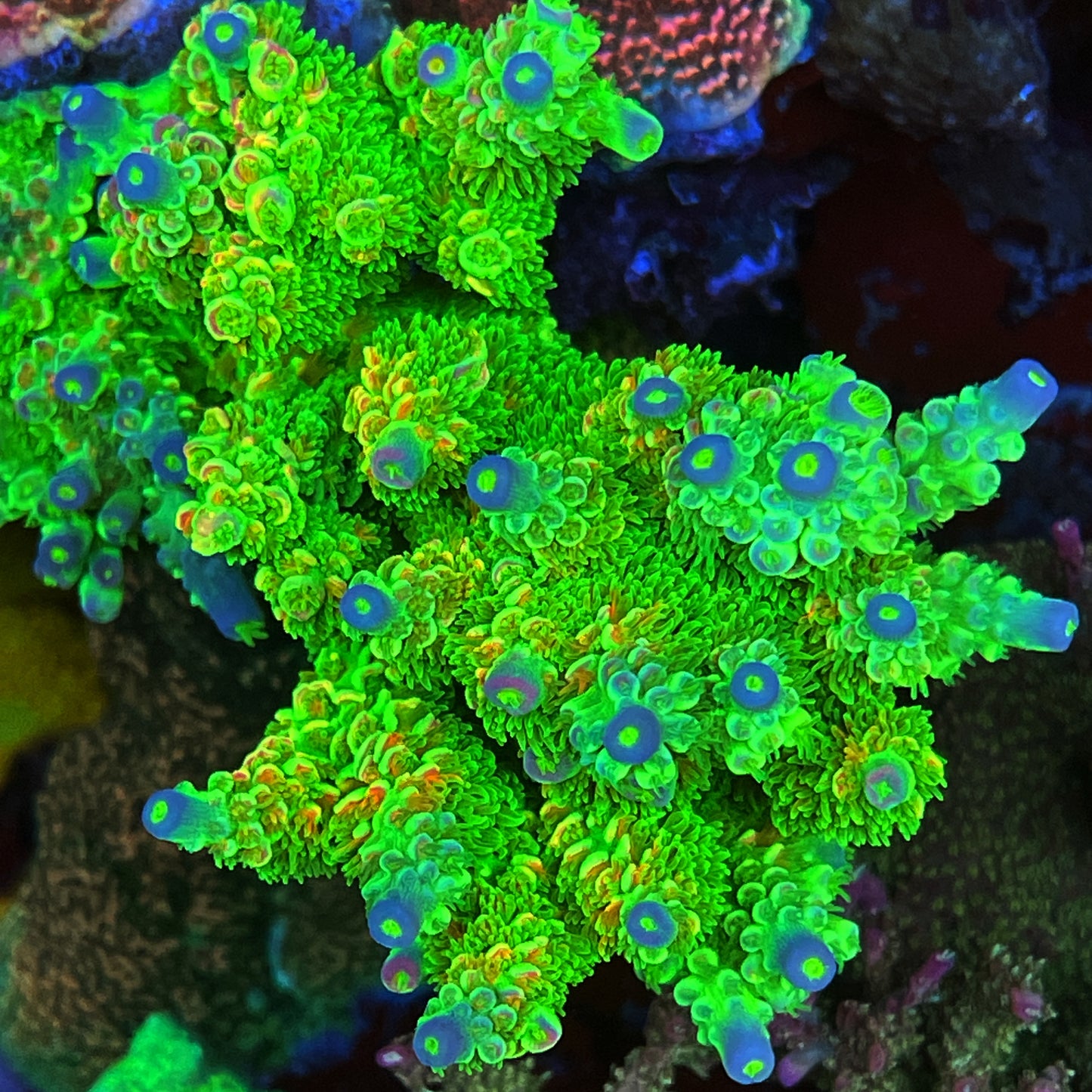 TSA Peter Pan Acropora