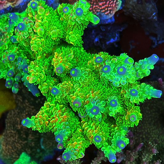 TSA Peter Pan Acropora