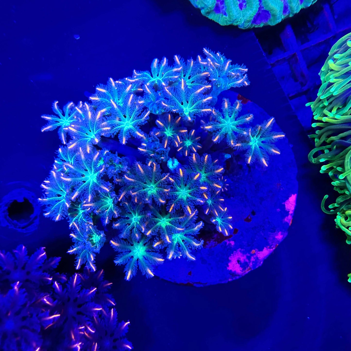 WYSIWYG Fireworks Clove Polyp coral