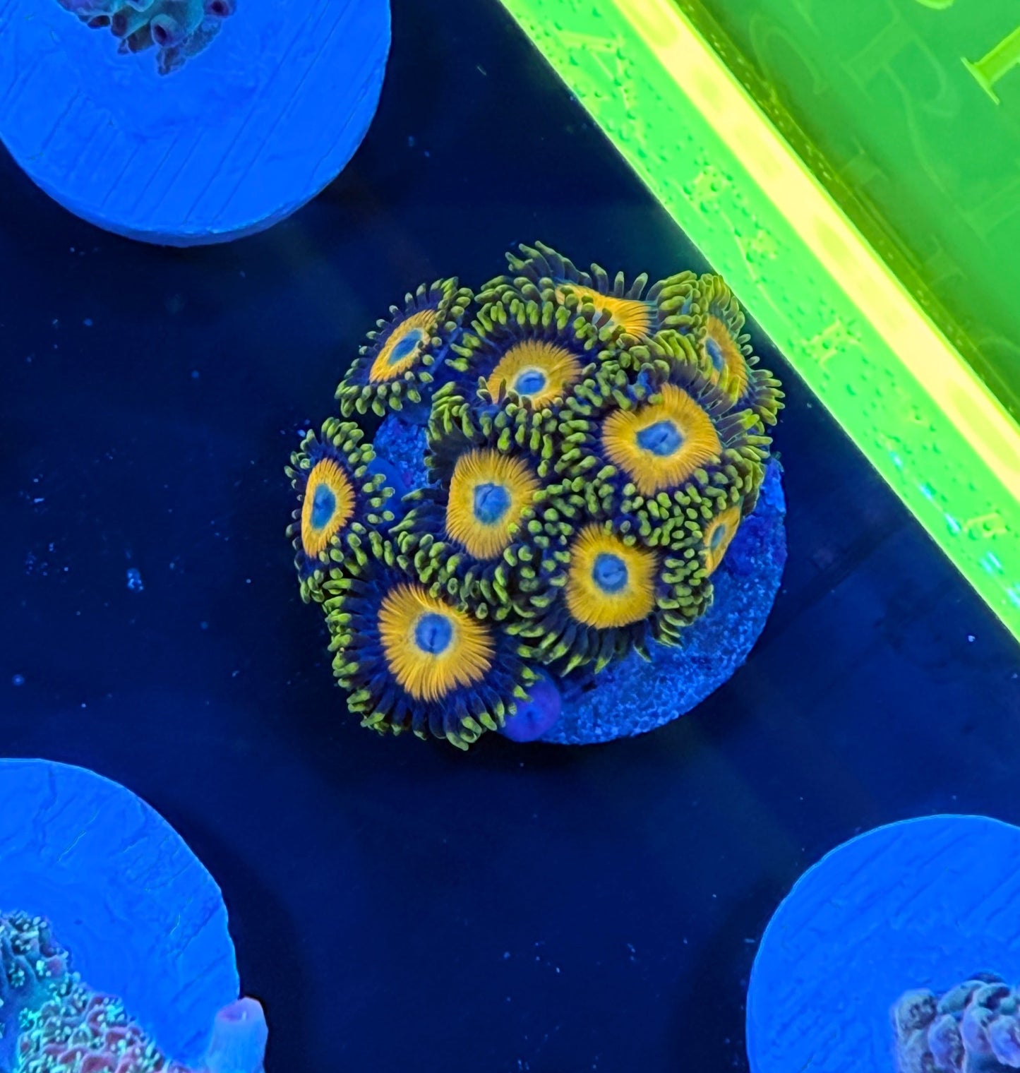 WYSIWYG Scrambled Eggs Zoa