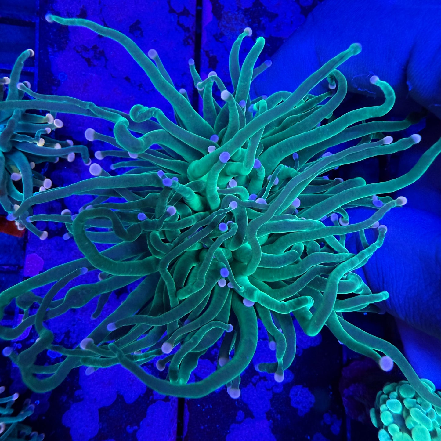 WYSIWYG Cotton Candy Torch