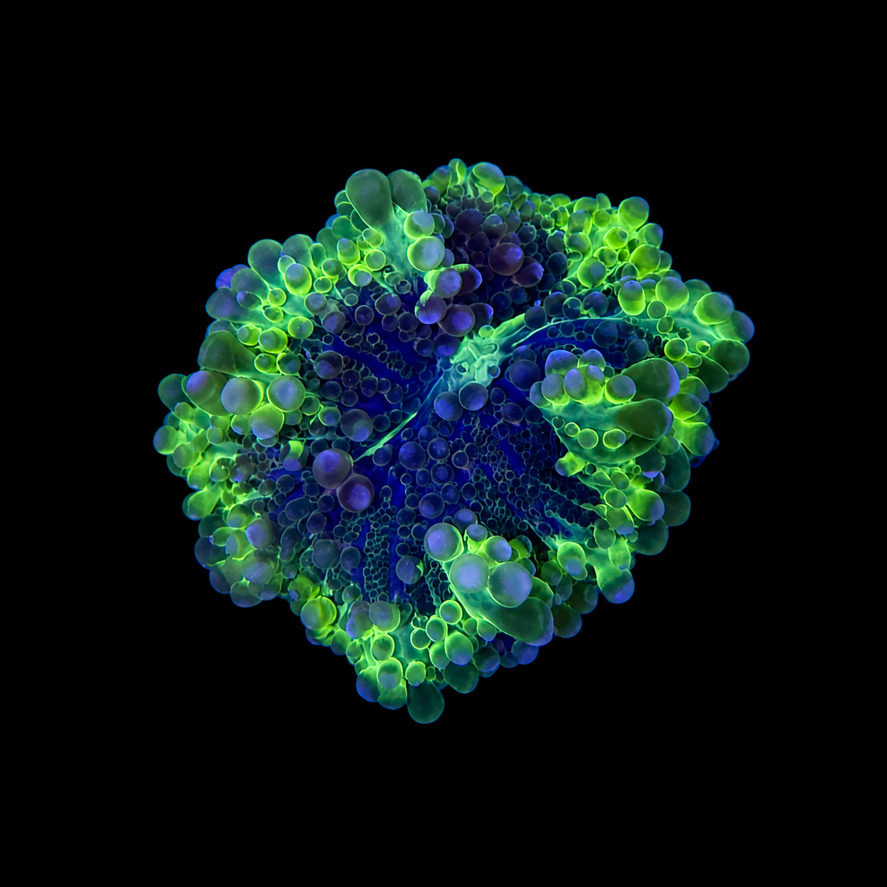 WYSIWYG High End Yuma Coral