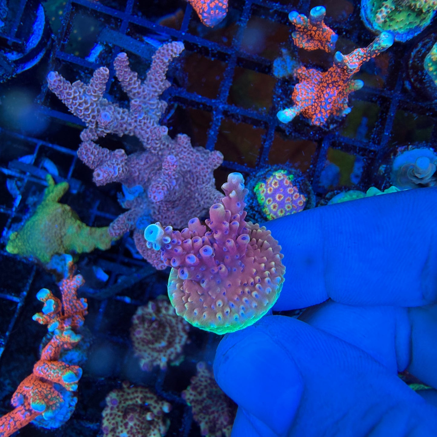 WYSIWYG Pink Cadillac Coral