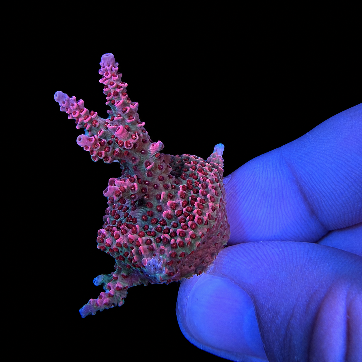 WYSIWYG TSA Rainbow Sherbet Acropora
