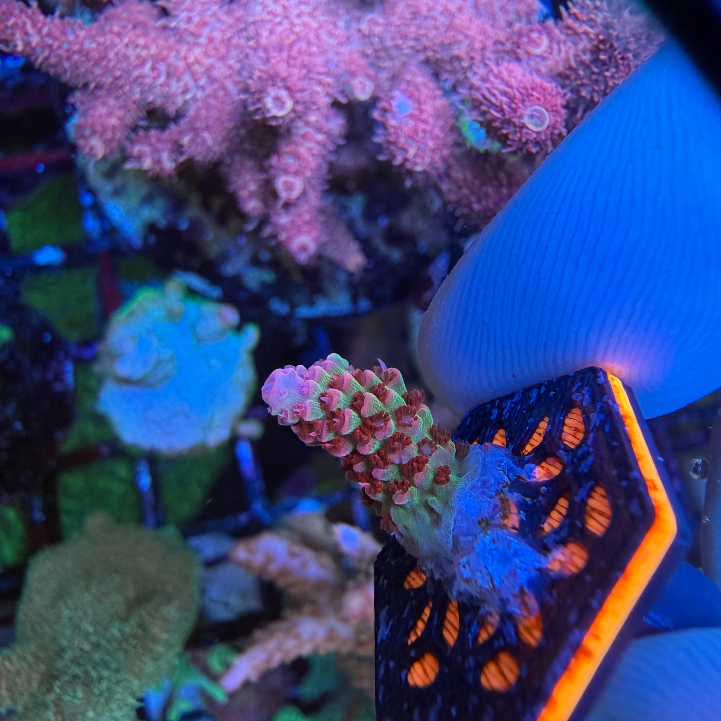 WYSIWYG TSA Princes Peach Coral Frag