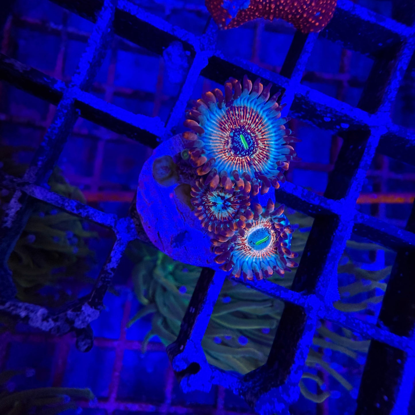 WYSIWYG White Zombies Zoas