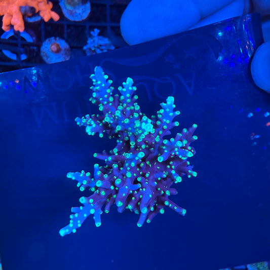 WYSIWYG Ms. Pacman Colony