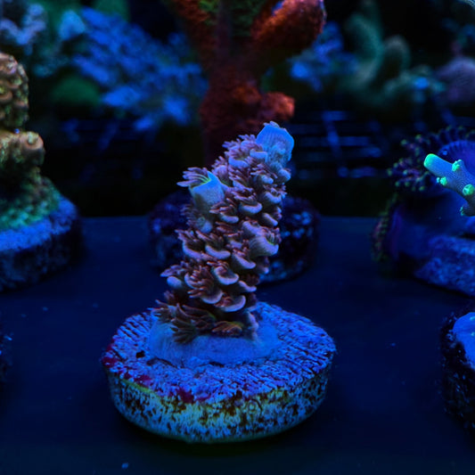 WYSIWYG Cherry Bomb Acro