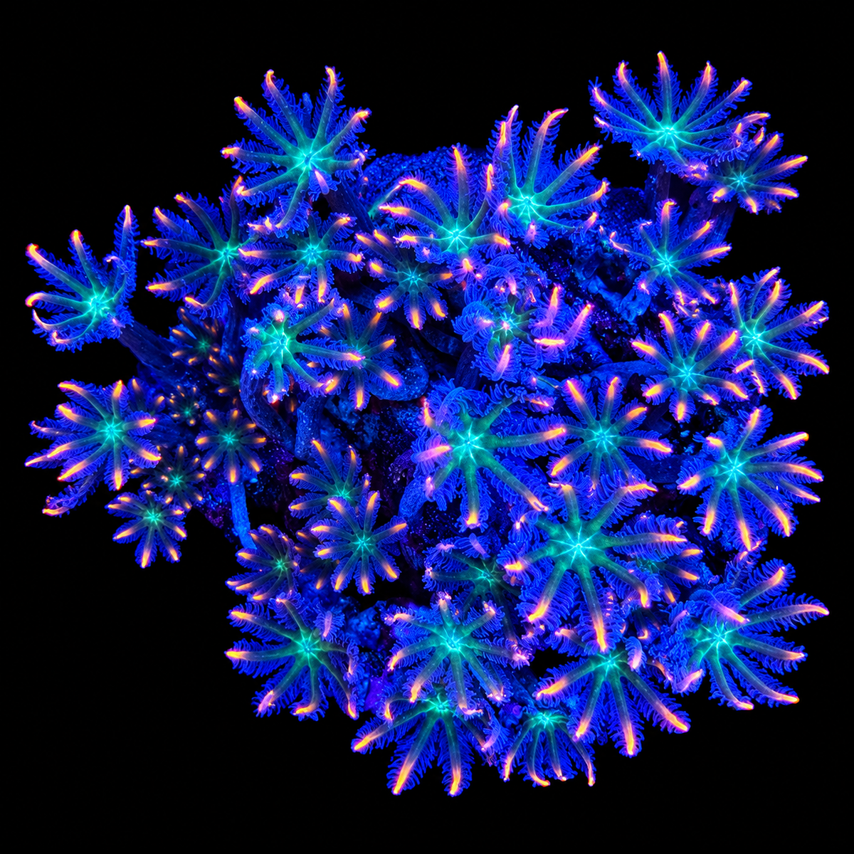 WYSIWYG Ultra Clove Polyp Coral