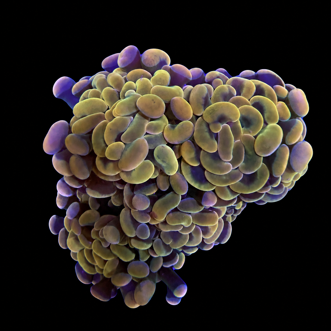 Gold Hammer Coral