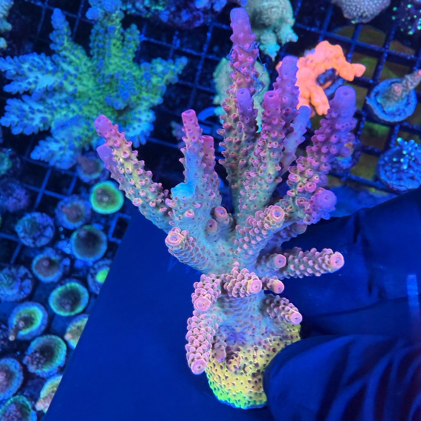 WYSIWYG PC Rainbow Acropora Colony