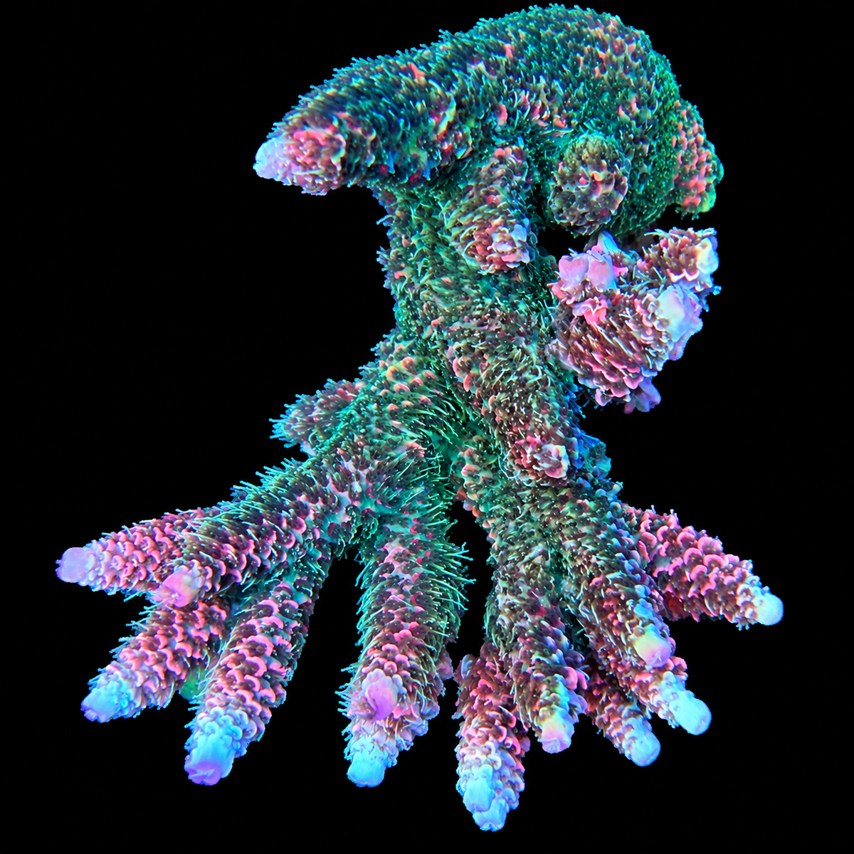 ASD Rainbow Millepora Acropora Coral