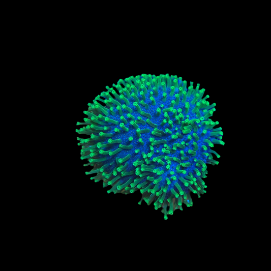 Metallic Green Toadstool Leather