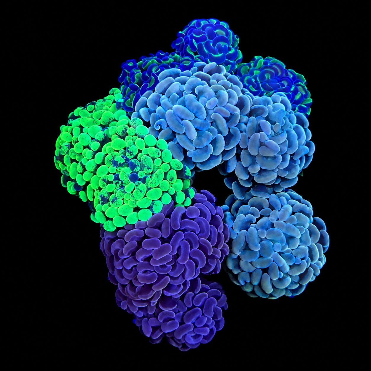 WYSIWYG Hammer Coral Garden