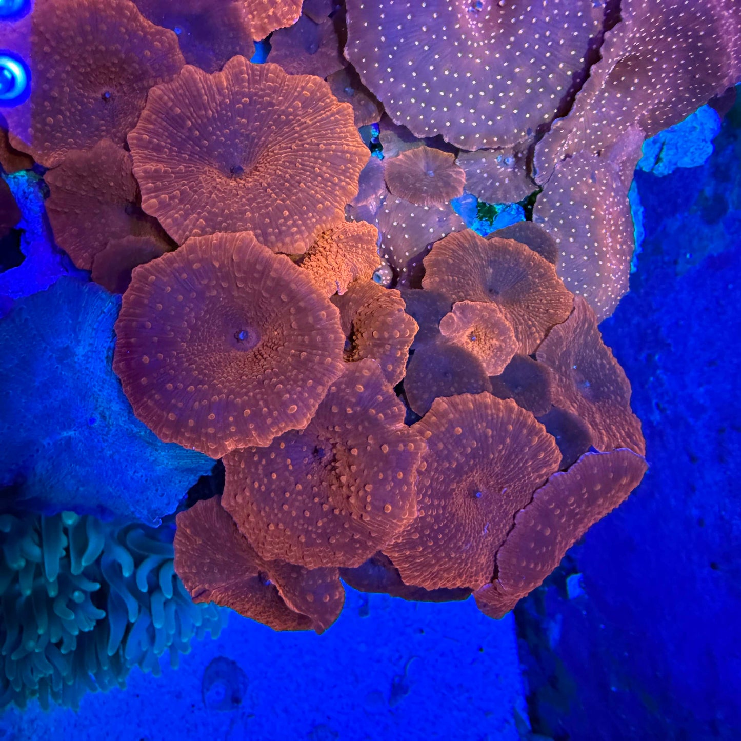 Red Discosoma Mushroom Coral