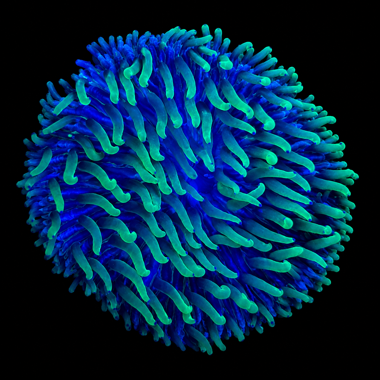 WYSIWYG Blue Green Fungia Plate Coral