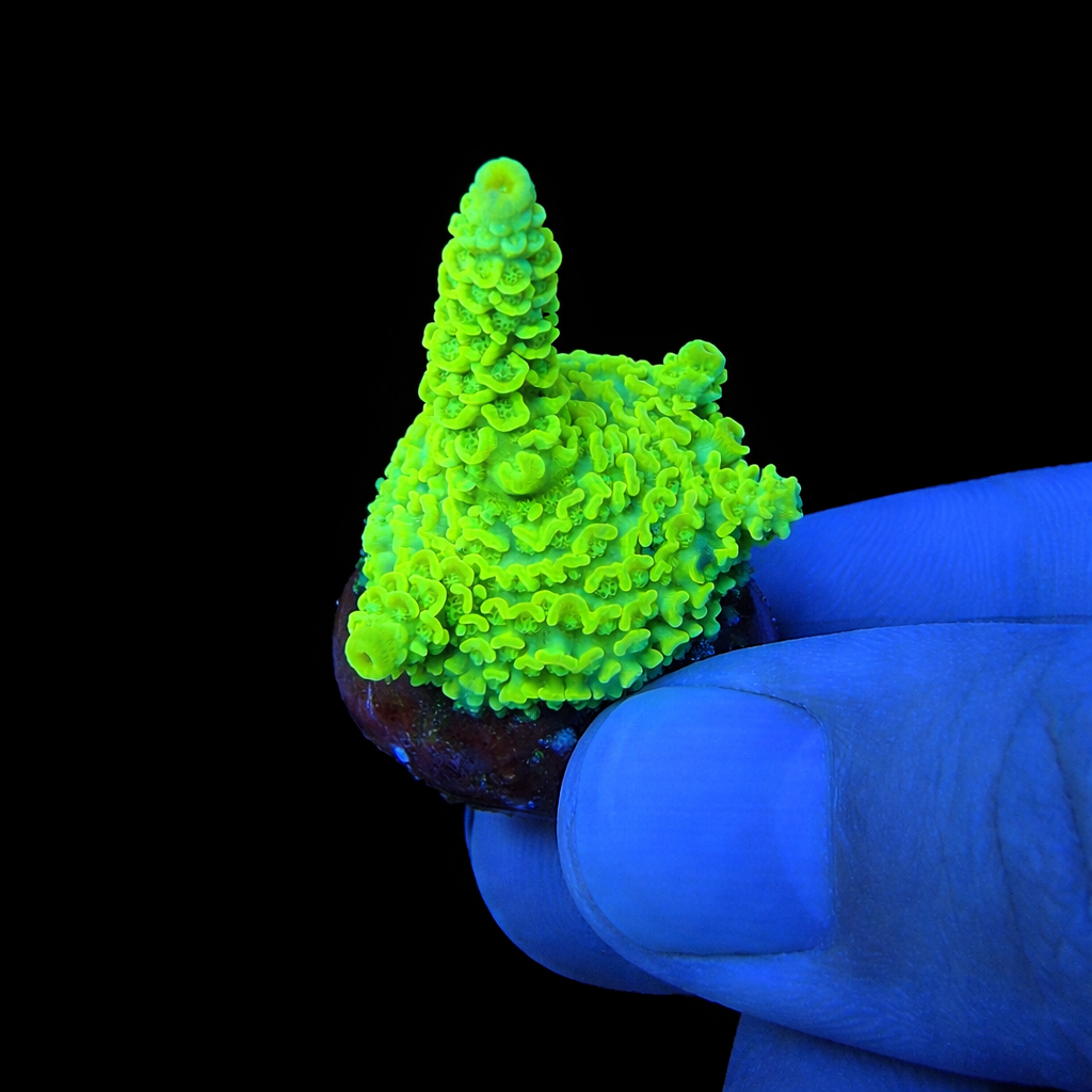 WYSIWYG Chroma Key Tenuis Coral Frag