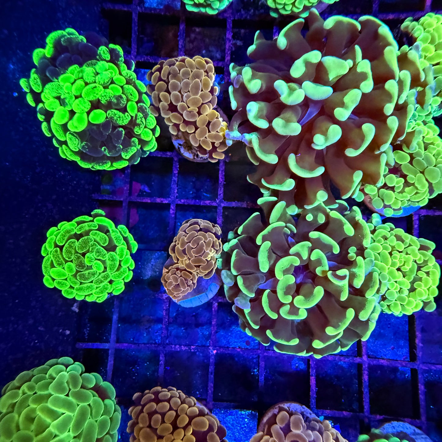 3x Mystery Hammer Pack