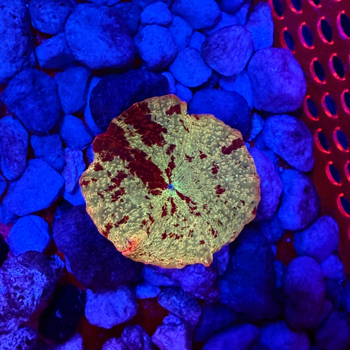 WYSIWYG Jawbreaker Mushroom