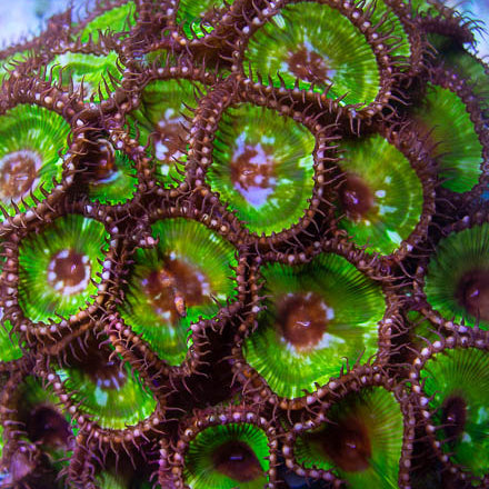 Green Cinnamon Palythoa