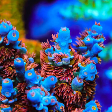 Cherry Bomb Acro Coral