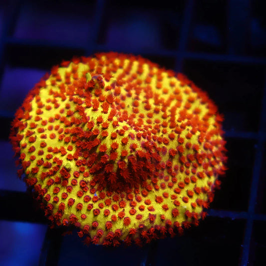 Burning Banana Stylo