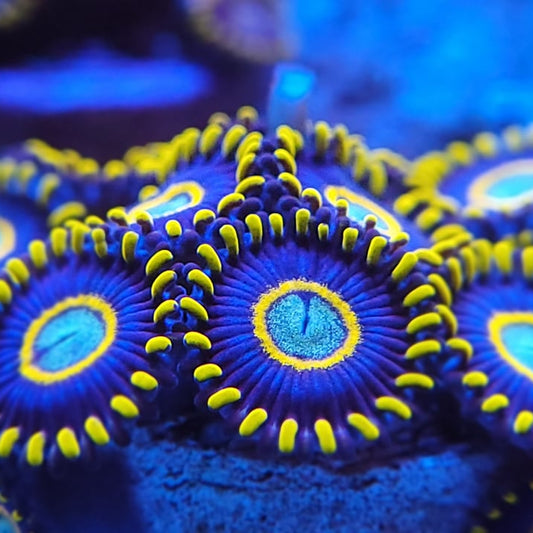 Blue Hornet Zoanthids