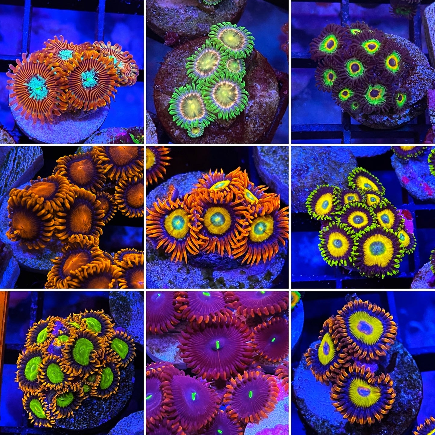 Beginner Zoanthids pack