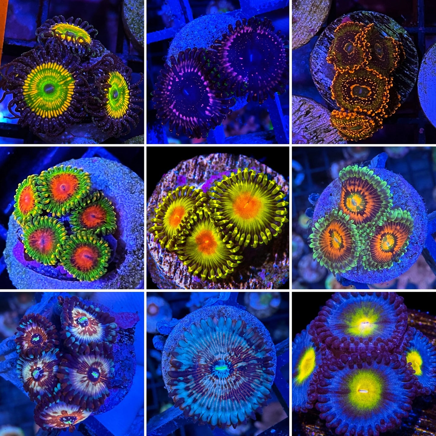 High End Zoanthids pack