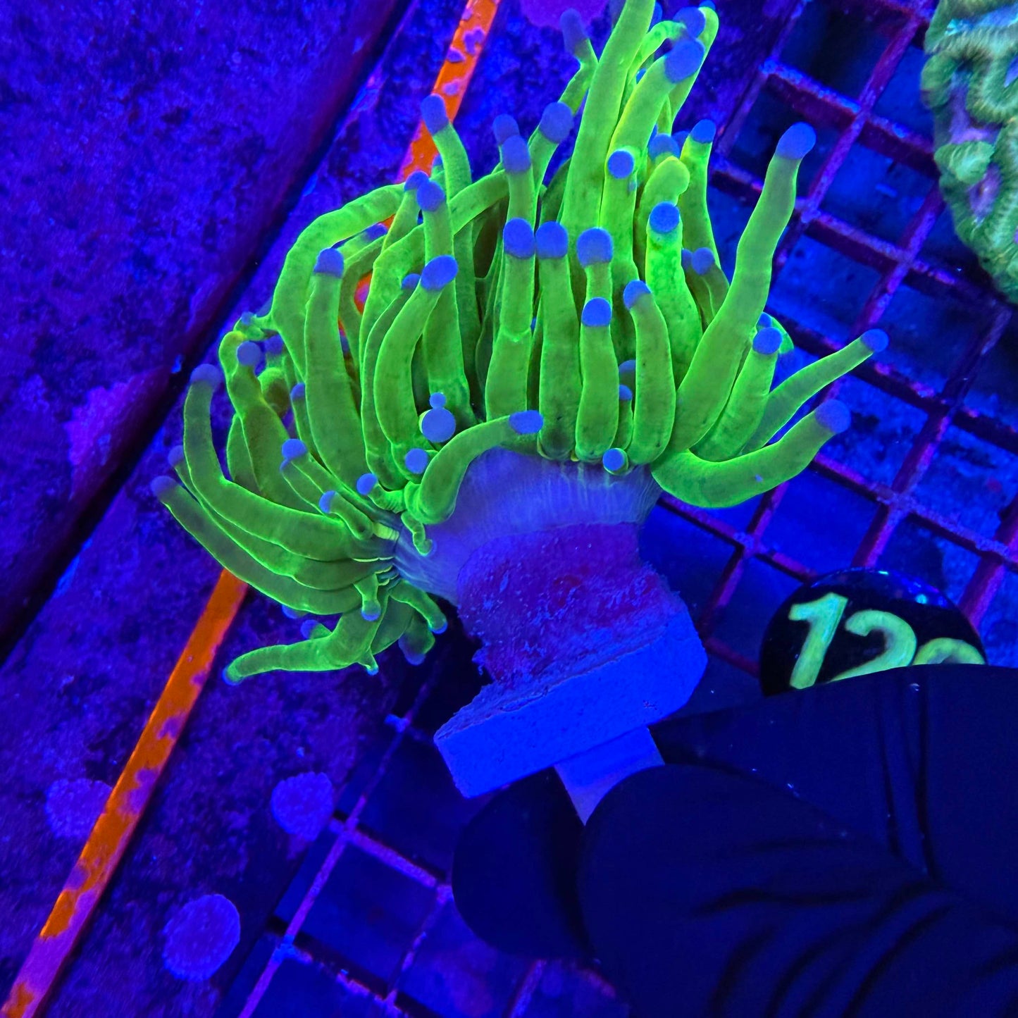Green coral with blue polyps under a black light on a grid background