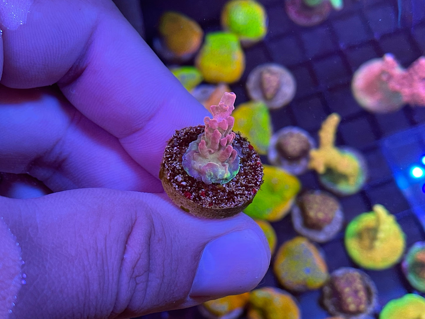 AS Pink Delight Acro