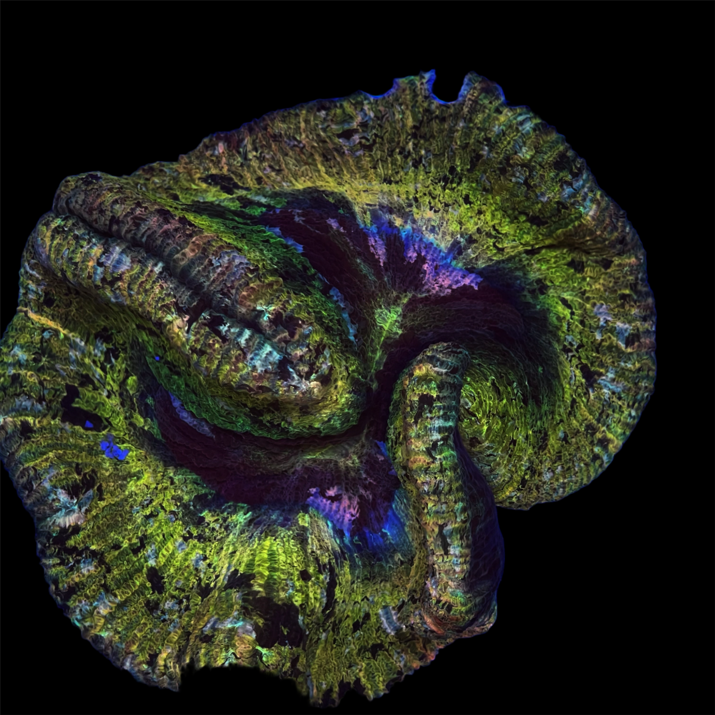 Golden Trachyphyllia Coral