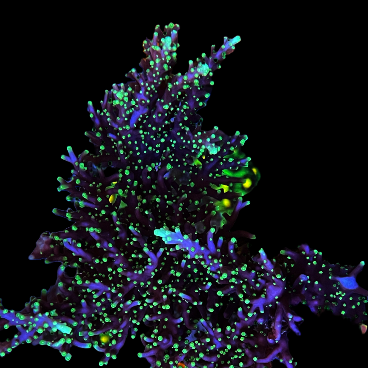 Pacman Dragon Acropora Coral