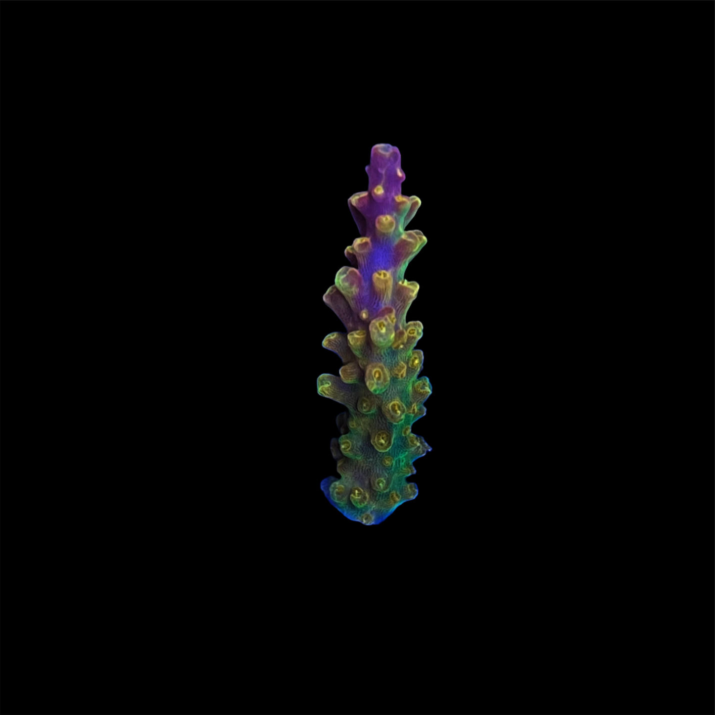 Paletta Pink Tip Acropora