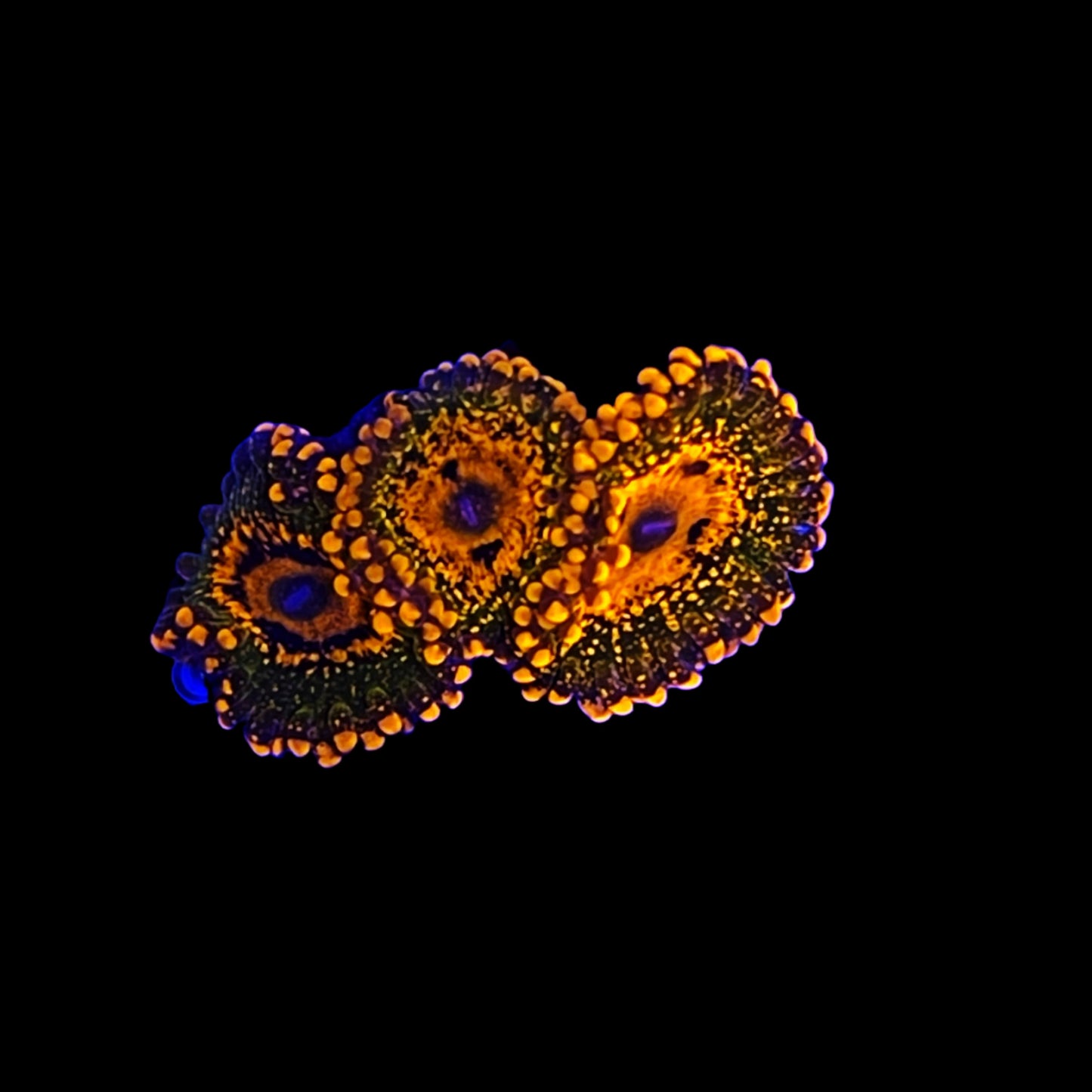 JF Azz Krak Zoanthids