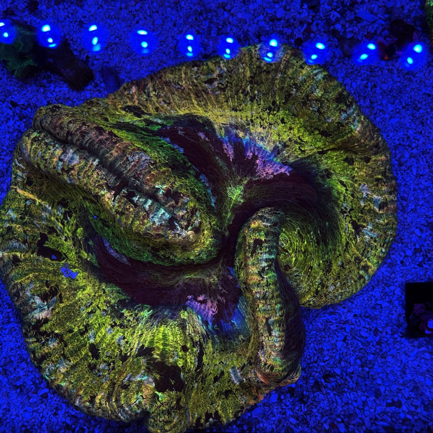 Golden Trachyphyllia Coral