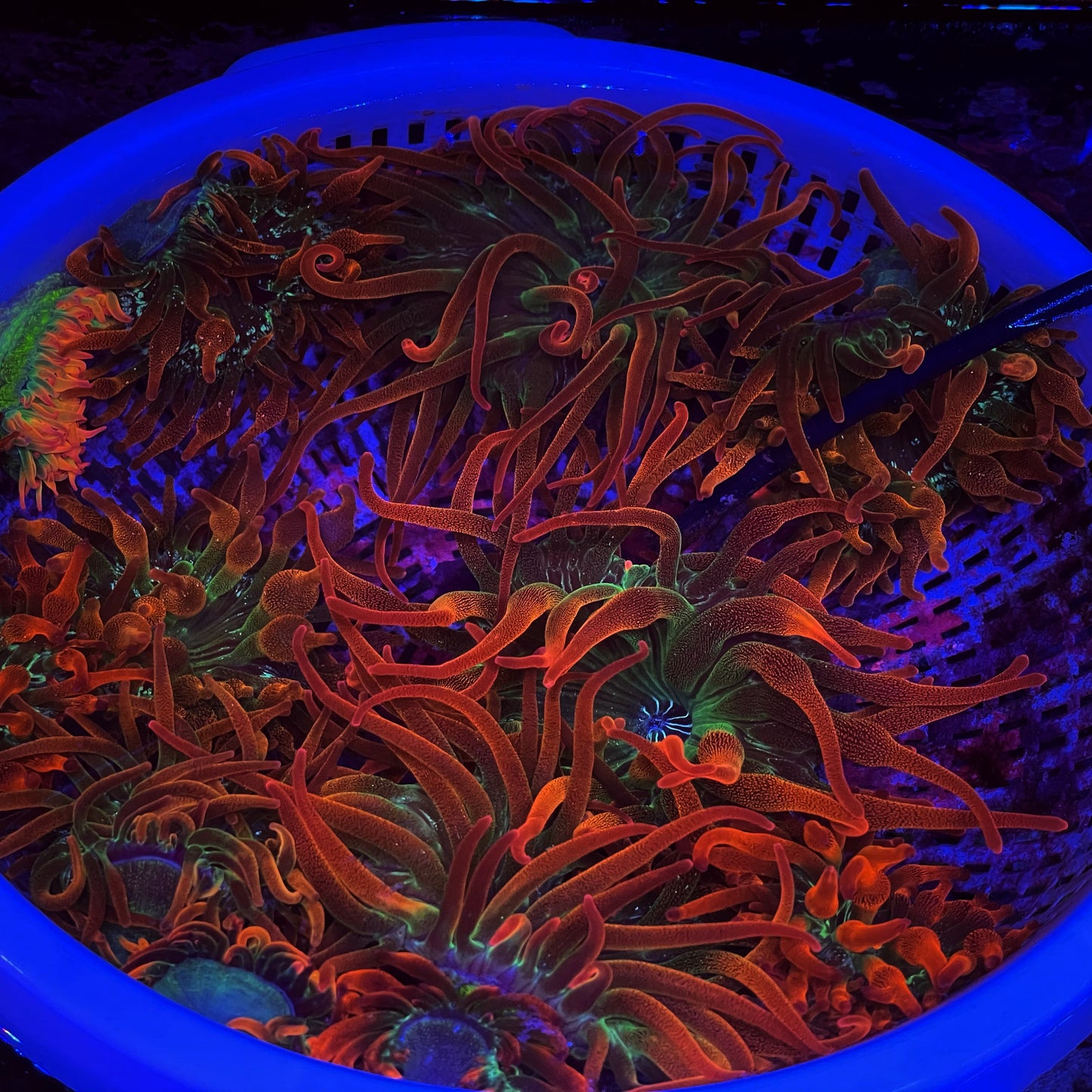 Rainbow Bubble Tip Anemone