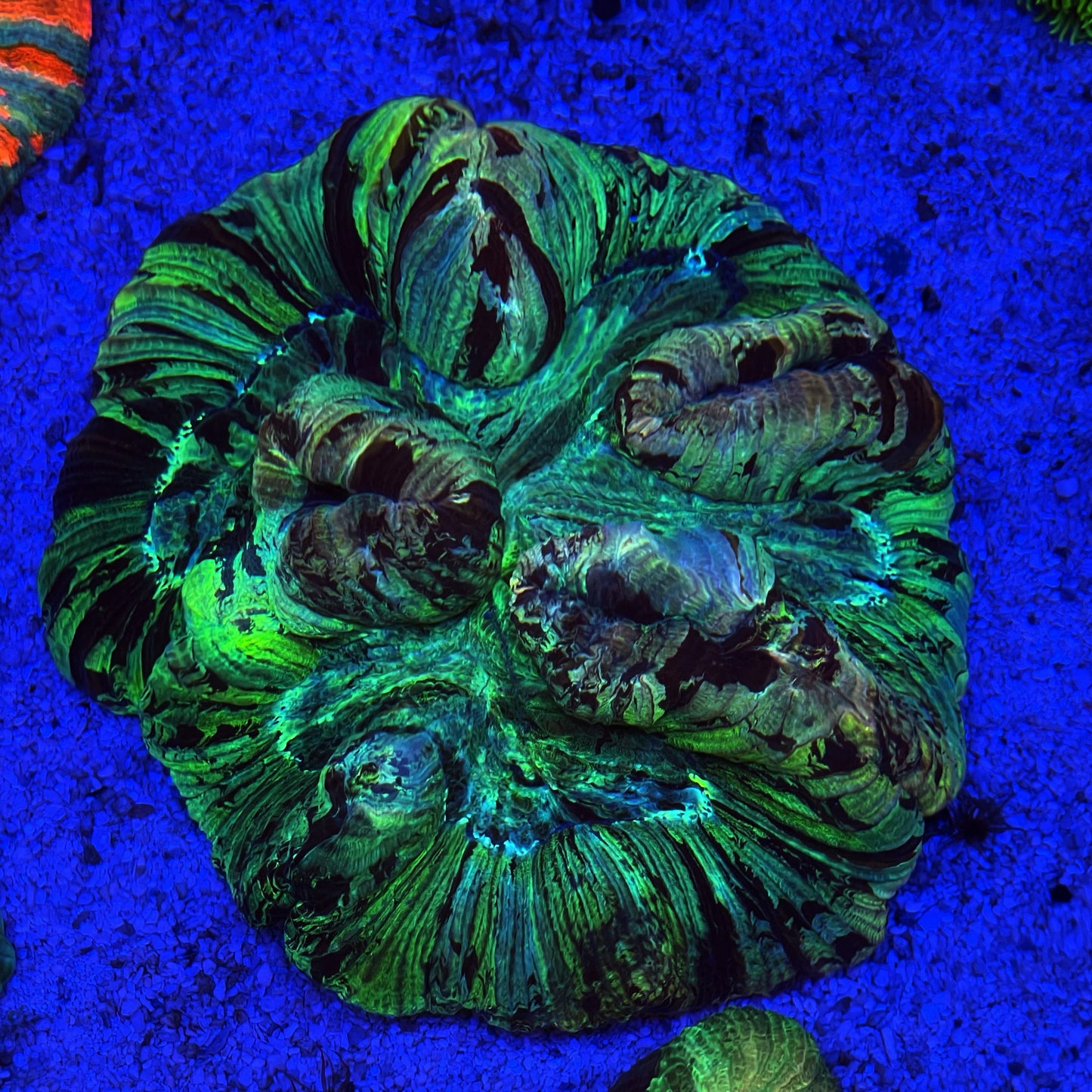 Ultra Trachyphyllia Coral
