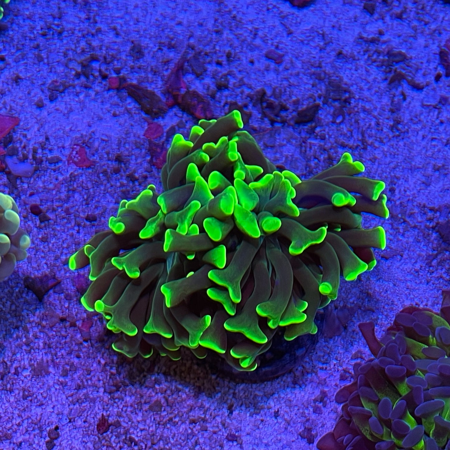 Metallic Green Hammer Coral