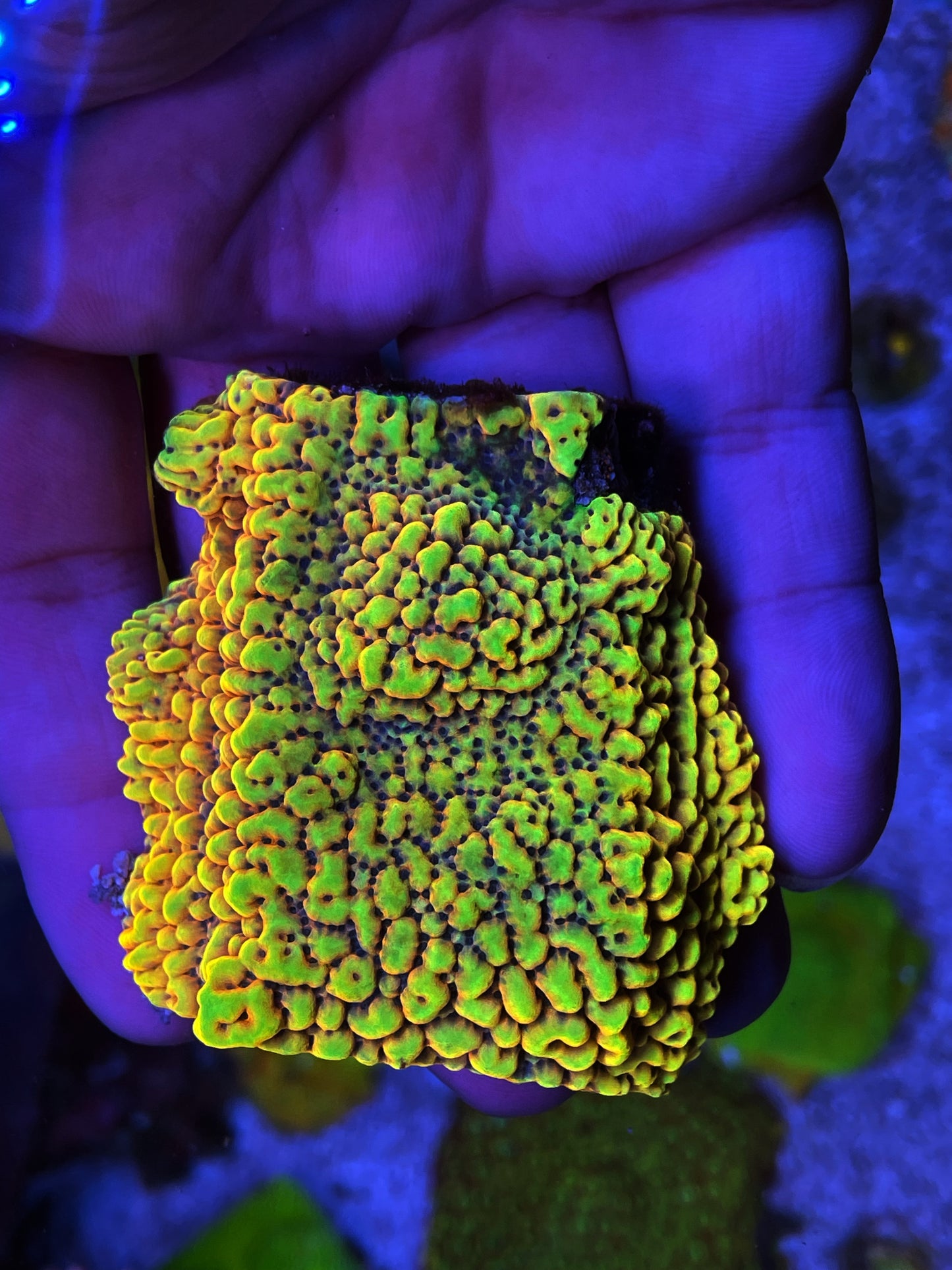 TSA Beast Montipora Coral