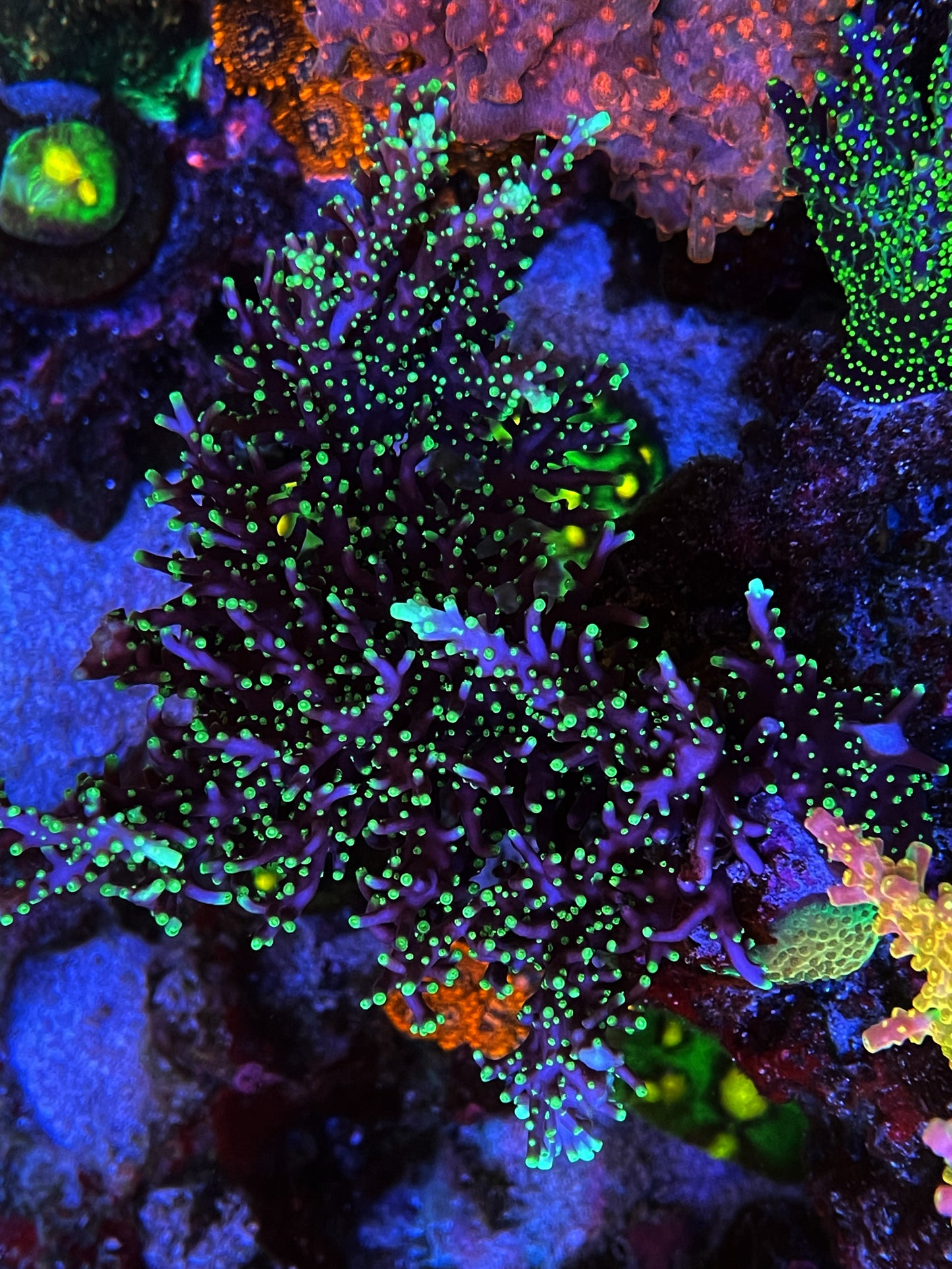 Pacman Dragon Acropora Coral