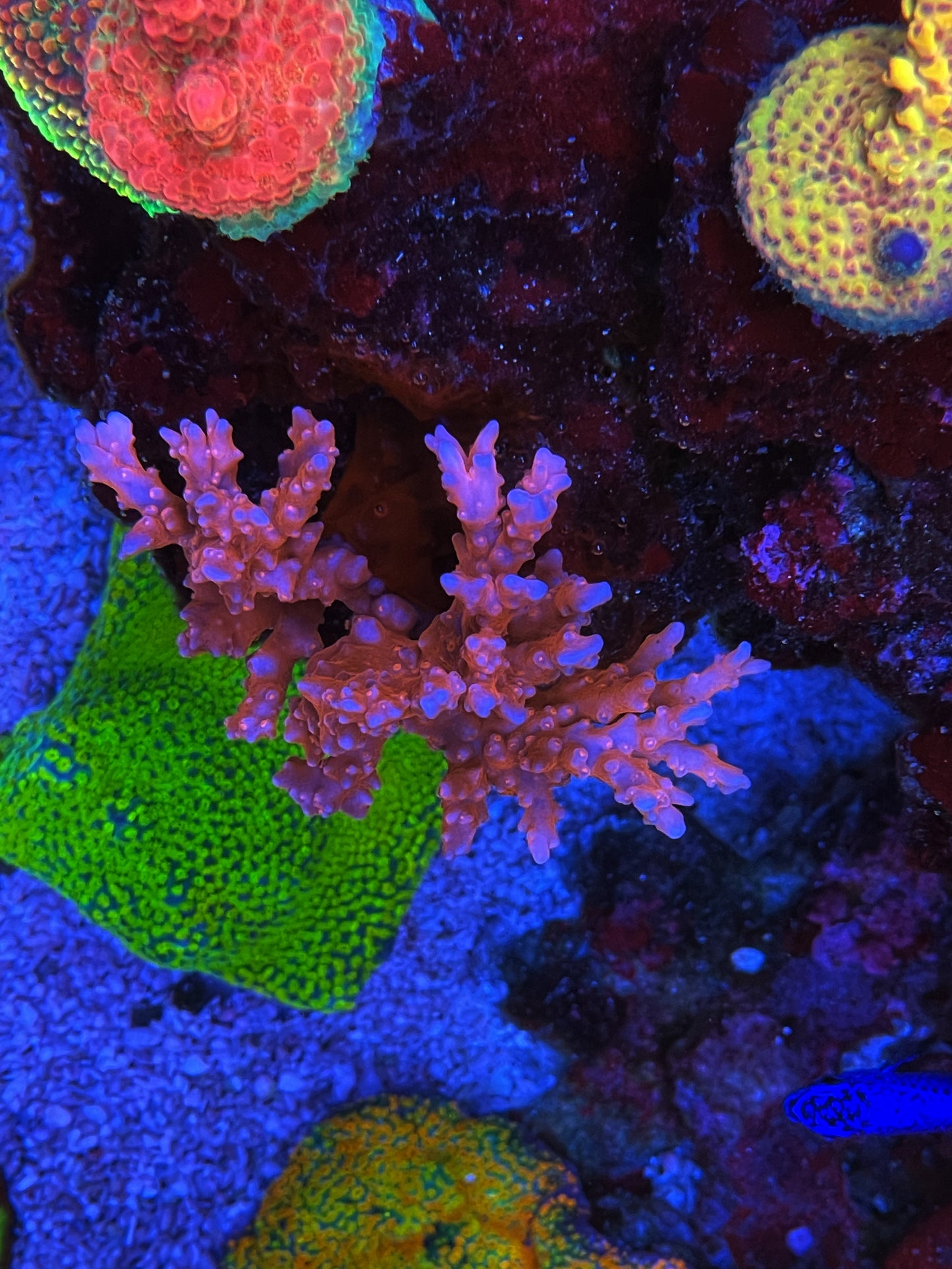 JF TNT Anacropora