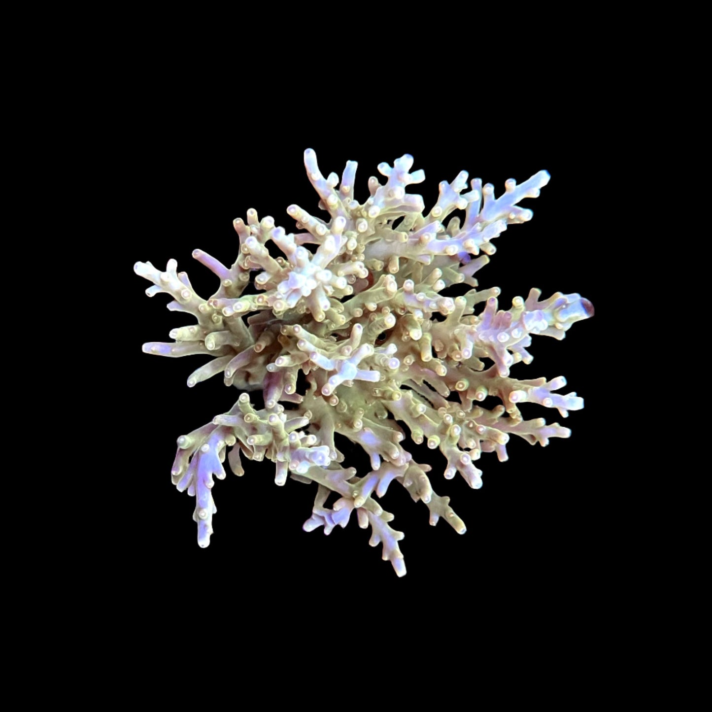 TSA Golden Honeycomb Acropora Coral