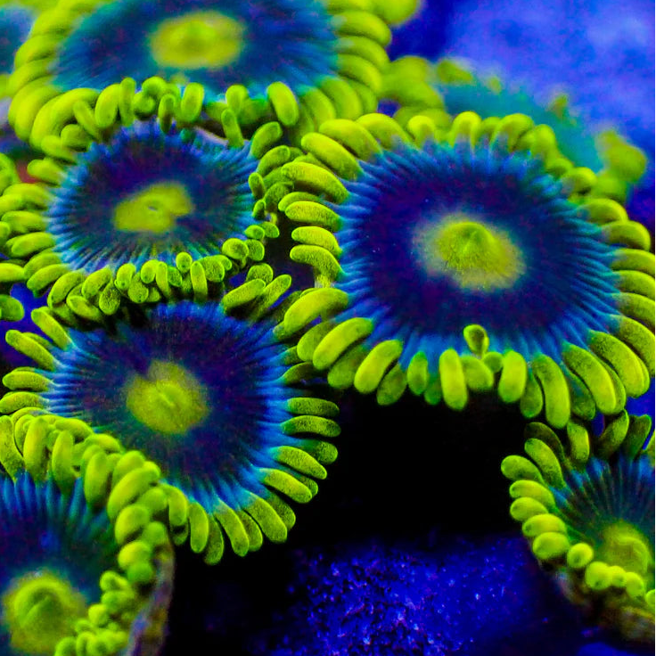 Blueberry Fields zoas