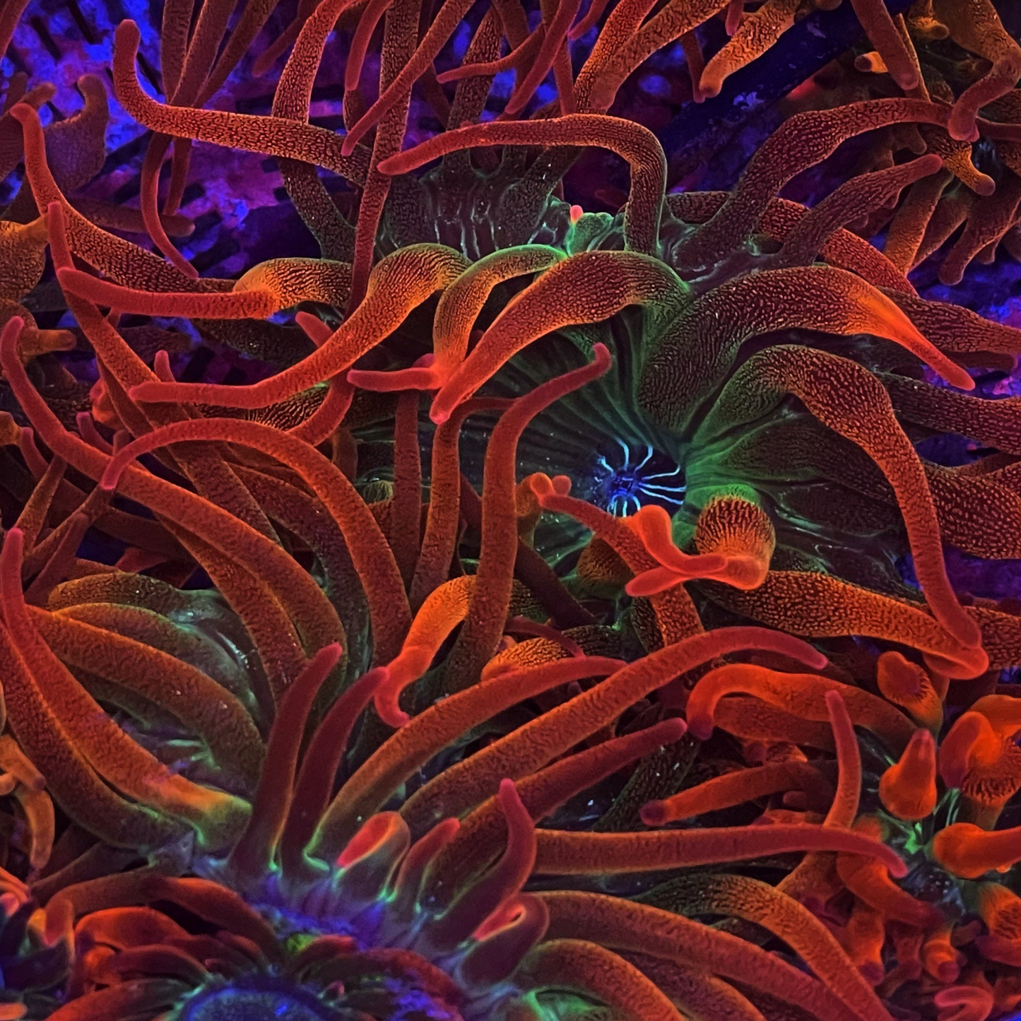 Rainbow Bubble Tip Anemone